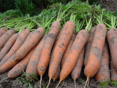 Masz kwaśną glebę? Tak uratujesz plon warzyw