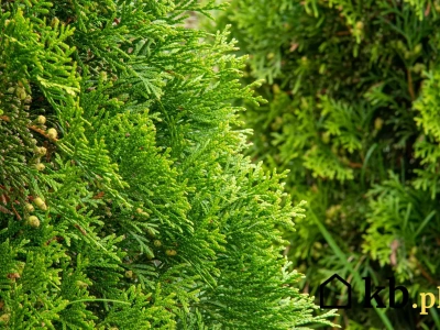 7 łyżek z kuchni wystarczą. Tuje odzyskują zieleń i przestają brązowieć