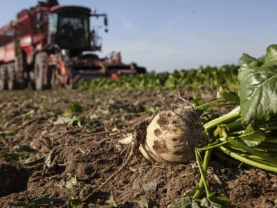 Südzucker wychodzi na plus, ale co dalej z rynkiem cukru w Europie?