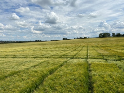 RAGT przejmuje jęczmień browarny Syngenty. Nowy układ sił na rynku nasion