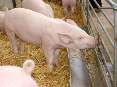 Dania: Ceny warchlaków najniższe od niemal czterech lat