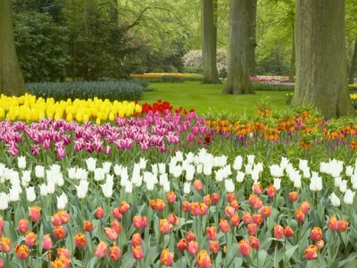 W Polsce śnieg i mróz, a tam kwitną tulipany. W tym kraju w styczniu mają swoje święto