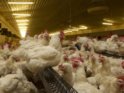 Jakie prognozy na 2026 dla rynku drobiu i jaj?