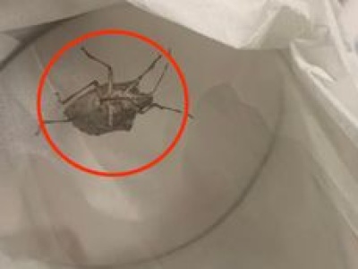 Zimą może wlatywać do domów. Pod żadnym pozorem nie dotykaj