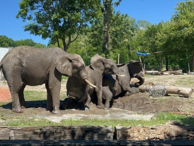 Roślinożercy ze stołecznego zoo obdarowani przez CPK