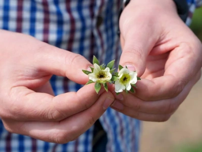 Rekompensaty dla sadowników po przymrozkach - dziś ostatni dzień na złożenie wniosku!