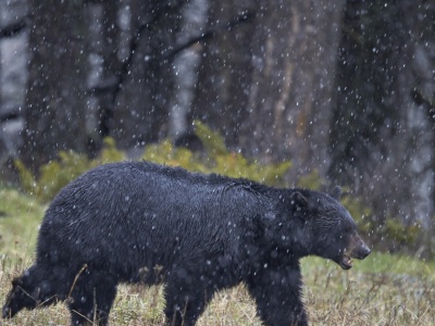 Słynny niedźwiedź eksmitowany z piwnicy. Szuka nowego domu