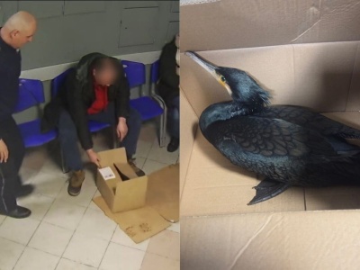 Pabianice: pan przyniósł rannego kormorana na komendę, policja zorganizowała pomoc