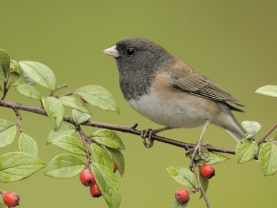 Ewolucja przyspieszyła. Pojawiający się w Polsce ptak zmienił dziób