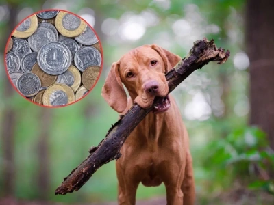 Masz psa? Sprawdź, ile wynosi podatek w 2026 roku