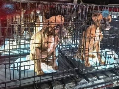 Zgaszone oczy, poranione ciała. Piekło bokserów z nielegalnej hodowli pod Kielcami