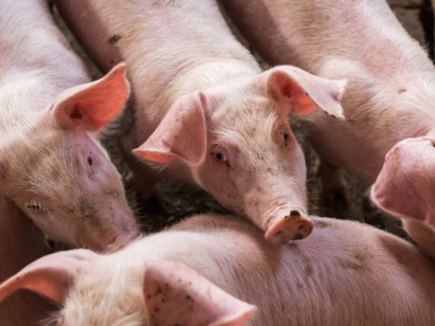 Jak kształtują się ceny tuczników? Znamy aktualne dane