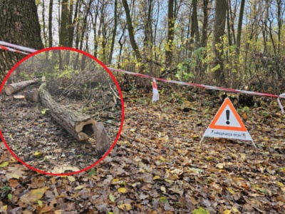 Wycinka drzew na Lisiej Górze dzieli Rzeszów? Mieszkańcy protestowali, zapowiedziano kolejne prace