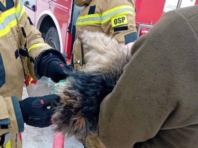 Pożar domu. Strażacy wynieśli psa i podali mu tlen