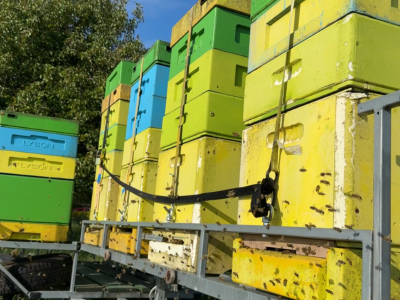 Obowiązkowa rejestracja każdego ula i przydomowej pasieki. Duże zmiany dla pszczelarzy