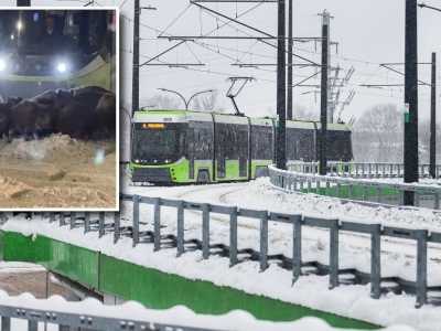 Dziki zatrzymały tramwaje w Olsztynie. Miały dobry powód
