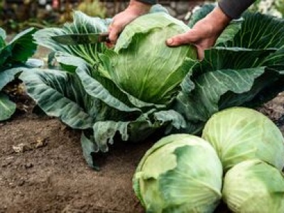 Zarobiliśmy 111 mln zł na kapuście. Ten kraj importuje najwięcej