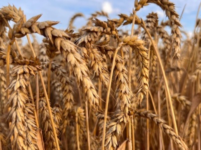 Ceny zbóż na MATIF w górę, a na CBoT w dół