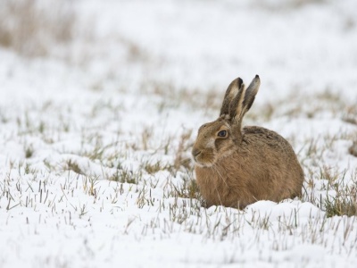 Kiedyś były ich miliony, dziś trudno je spotkać. Jest nadzieja dla szaraka?