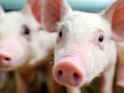 Sprzeczne sygnały z rynku warchlaków: krajowe tanieją, importowane lekko w górę