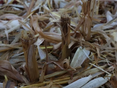 Ile rozkłada się słoma po kukurydzy? Od gleby i pogody zależy więcej, niż myślisz