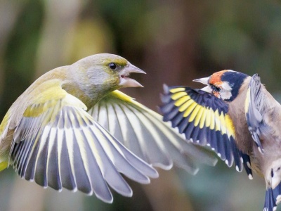 Ptaki latają tam i z powrotem, więc postanowili ustalić, co się dzieje