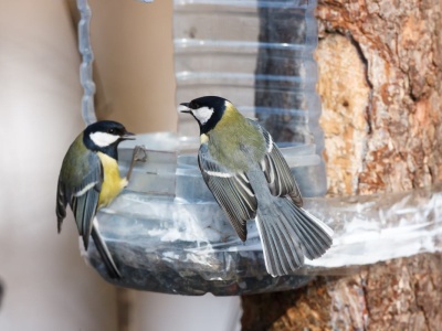 Woda w poidełku już nie zamarznie. Tak skutecznie zabezpieczysz ją przed mrozem