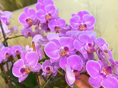 Ten zimowy nawóz rozkręci storczyka. Będzie miał ful kwiatów