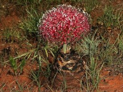 Najstarsze zatrute strzały. Trucizna zabijała powoli