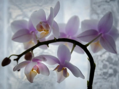 Włóż tą zaskakującą rzecz do doniczki. Storczyk obsypie się kwiatami nawet zimą