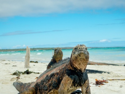 Przywiozła kiepską pamiątkę z tropików. W oku był rzadki pasożyt