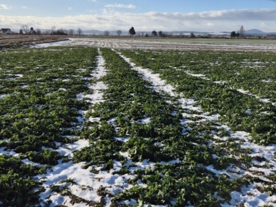Koszty uprawy rzepaku i opłacalność produkcji ratują wynik gospodarstwa