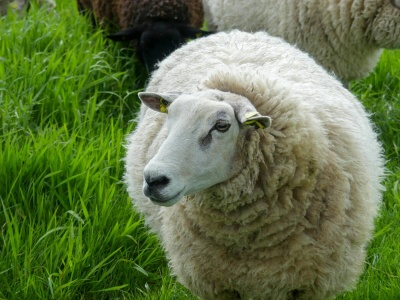 Jak ocenić kondycję owcy? Skala BCS i praktyczne wskazówki