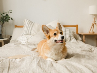 Psy nie zastępują dzieci. Badania pokazują, że mogą zwiększać szansę na rodzicielstwo