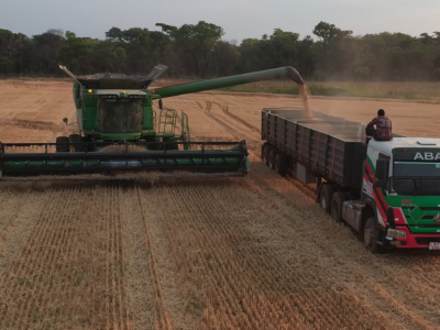 Żniwa pszenicy w gospodarstwie Polaków w Zambii. Jakie plony i przygody rodaków?