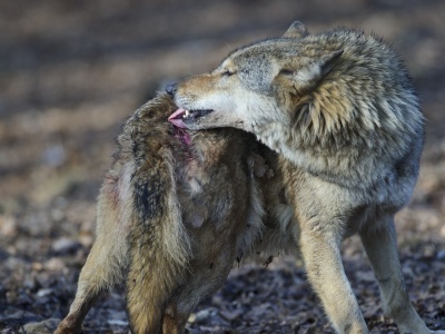 Dziwnie wyglądające wilki biegają po polskiej puszczy. Co się dzieje?