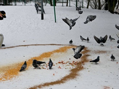 Chleb to trucizna dla ptaków. Gdyński Ekopatrol ostrzega przed dietą niosącą śmierć