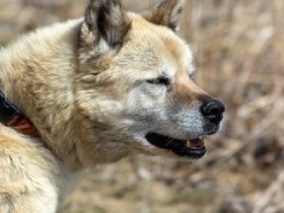 Pies Timo umierał w męczarniach. Właściciel skazany na więzienie