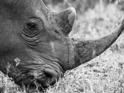 Ostatni posiłek prehistorycznego wilka. Niezwykłe odkrycie w żołądku szczeniaka