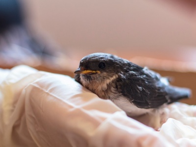 Nie karm i nie zabieraj do domu. Oto właściwa procedura