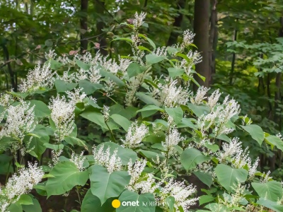 Nigdy nie sadź tych roślin w ogrodzie. Grozi za to wysoka kara