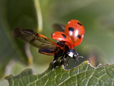 Biedronką zainteresował się już nawet Rzecznik Praw Obywatelskich