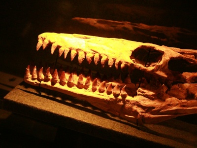 Najstarsze zwierzęta na Ziemi. Ślady sprzed 550 mln lat