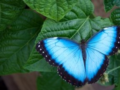Chcą odczytać DNA wszystkich motyli w Europie. To zmieni biologię