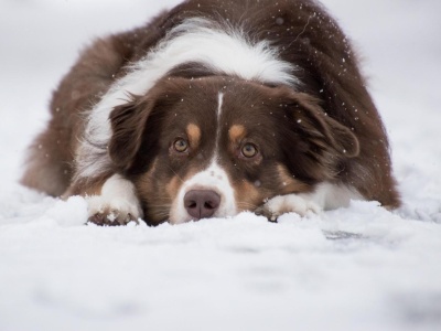 Rzeszów ruszył na ratunek psom. “Kundelek” apeluje w związku z mrozami o pomoc
