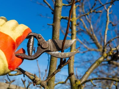 Zrób to w styczniu, a drzewa odwdzięczą się plonami. Ogrodnicy ostrzegają przed jednym błędem