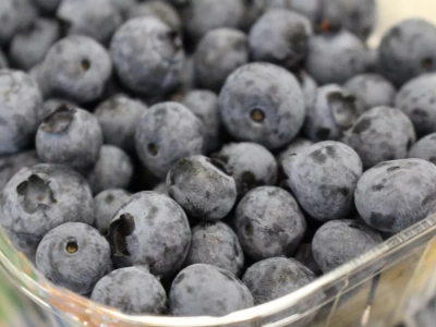 Światowy rynek borówki: stabilny popyt, wysoka podaż z importu i rosnąca konkurencja. Cz. 1: Europa