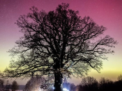 Dąb Aleksander na tle zorzy polarnej! (FOTOGALERIA)