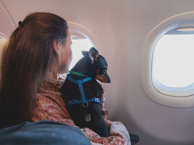 Fotel dla psa, papugi i królika – nadchodzi rewolucja w podróżach z pupilami