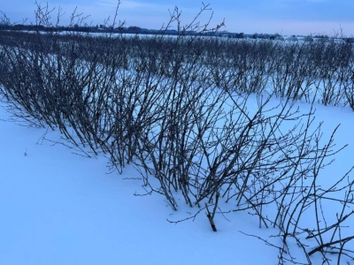 Niskie temperatury, potem chwilowe ocieplenie i powrót mrozów – zima nie odpuszcza w głównych strefach produkcji jagodowych! Prognoza pogody 21-31. 01.2026